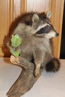 New Raccoon Mount Taxidermy Antler Novelty Whitetail Deer Fur Opossum Fox Mink