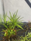 3 Stems Stargrass  Live Aquarium Plants Beautiful    Low Tech