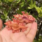 Pendant Murex Chicoreus Aculeatus Natural Seashell Rare Real Aquarium 1-1 5  In