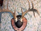 Deer Antlers Mount Nice 12 Point 5x7 Non Typical Whitetail Taxidermy Lodge Decor