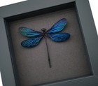 Aurora Borealis Purple Damselfly Real Framed Insect Taxidermy Moonlight Display