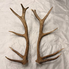Real Set Elk Antlers Crafts Antler Decor Taxidermy Home Cabin  Man Cave Wall Art