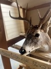 Big White Tail Deer Head Shoulder Mount Taxidermy