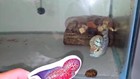Sale Off    Exotic Flowerhorn F2 Kamfa 3  Inches  Live Fish