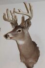 Whitetail Deer Head Shoulder Mount Taxidermy Cape Shed Antler Hunt Mule Rack