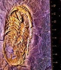 Detailed 7 cm Chotocops Ferdinandi W  Leg Frags  Devonian  Bundenbach  Germany