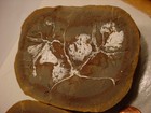 Fossil Insect   Bug   Rock Leaf 