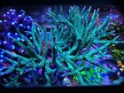 Live Acropora Sps Coral Frag - Teal W blue Tips Stag  reef Tank Aquarium 