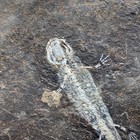 Exquisite Insect Fossils From The Jurassic Daohugou Period