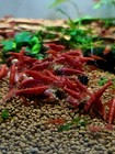 Live Freshwater Aquarium High Quality Painted Fire Red Shrimp  neocaridina Sp  