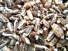 50 Olive Gibbosa Shells 1  - 1 75  Seashells Crafts Beach Nautical Coastal Art