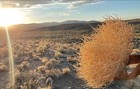 Tumbleweeds    Best   Full   Xl Size  2ft  Huge Natural Western Decor Nevada Usa