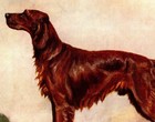 1930s Antique Irish Setter Print F T Daws Irish Setter Wall Art Decor 6549l