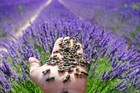 100 Mason Bee Cocoons Super Pollinator Stingless  Sold Out Till November 2025