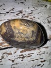 Rocks For Sale Purple Amber Ocean Jasper Solid Rough Unpolished  Free Shipping  