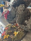 Merriam Turkey Taxidermy Mount  On Wood Base 32   x30   x24   