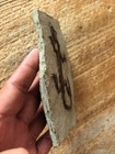 Chinese Real Monjurosuchus Choristodera Fossil Rare Collection 00874