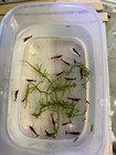 10 2 Fire Red Cherry Shrimp Freshwater Neocaridina Aquarium 100  Live Guarantee