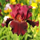 Easy To Grow Bearded Iris Colorful Crop Mix 3-9 Plant Bulbs  Spring Fall Blooms