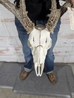 Wild 14 Point Whitetail Deer Antler Rack Horn Skull European Mount Man Cave 153 