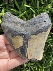 Natural Beautiful 4 38    Megalodon Tooth Fossil Shark Teeth