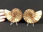 Larger  Cut And Polished Cleoniceras Ammonite Fossil From Madagascar 299gr
