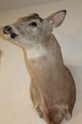Whitetail Deer Head Shoulder Mount Taxidermy Mount Antler Hunt Rack Mule Hide