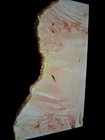 Xl Mind Blowing Hardwood Maple Burl Wood Blank  Live Edge Maple Curly Maple 
