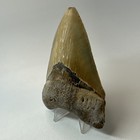Megalodon Shark Tooth 4 65 Inch - Colorful - Authentic Fossil - Natural 20331