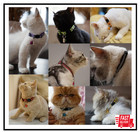 12 Pack Reflective-breakaway Cat Collars With Bell safety Buckle Kitten Collar