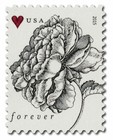 2015 Usps Sheet Of 20 First Class Letter Stamps Vintage Rose 78  
