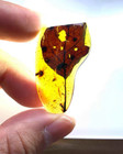 Cretaceous Fossil Burmese Amber Burmite Rare Leaf Plants Amber Fossil Myanmar