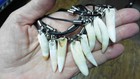 G153-s  1-3 8  Gator Aligator Alligator Silver Tooth Teeth Black Necklace Gators