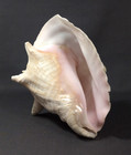 Large Pink Queen Conch Shell Natural Decorative Collectible Sea Shell 8  2 Lbs