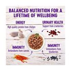 Wellness Healthy Indulgence Natural Grain Free Wet Cat Food  Morsels Chicken    