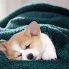 Washable Pet Blanket Fleece Dog Cat Bed Soft Sherpa Reversible Dog Blanket Warm