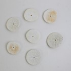 Lot Of 7 Assorted Sand Dollar Sea Shells Natural Ocean Beach Decor