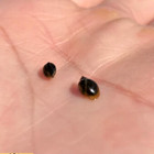 Bladder Snails 3 Tiny Healthy Freshwater Live Aquarium Puffer Loach Living