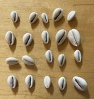 Gold-ringer Cowrie    cypraea Annulus    Lot Of 20 Indo-pacific 10-20 Mm    25- 5   