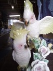 Vintage 1950 s  Yellow  Cockatoos Figurine 10 1 2    Signed By William Maddux