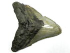 4 1 8     Inch Fossil Megalodon Prehistoric Shark Tooth Teeth Fossil Tooth