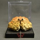 Crab Specimen Calappa Pustulosa  Museum-quality Taxidermy   Display Box