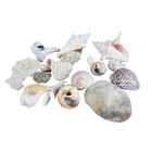 Lot Of Sea Shells Beach Decor Crafts Aquarium