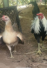 8   Extra Pure Rat Graves Leiper And Grey Hatching Eggs Top Quality Gamefowl