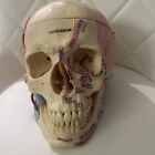 Vintage Medical Dental Education Anatomical Human Skull By Kilgore International