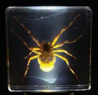 38mm Real Wolf Spider On Web In Clear Lucite Resin Preserved Arachnoids Specimen