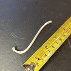 1 Real Jumbo Raccoon Baculum Penis Unique Birthday Gag Gift Dick Man Cave Decor