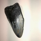 4 1    Megalodon Shark Tooth Rare Fossil Teeth Kids Gift Present Ocean Nc