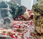 10  African Cichlid Live Fish - Golden Auratus Juveniles   Plants Free Shipping 