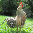 18  Bielefelder Fert Hatching Eggs  The Perfect Dual Purpose Homestead Chicken